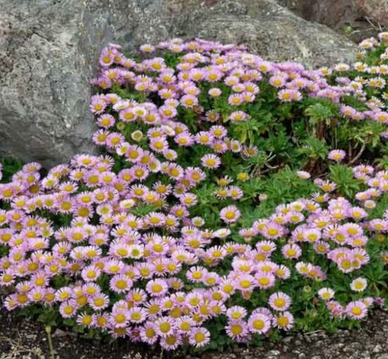 Zilganais jānītis 'Sea Breeze'